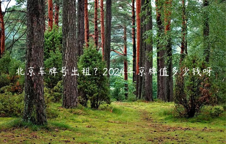 北京车牌号出租？2024年京牌值多少钱呀